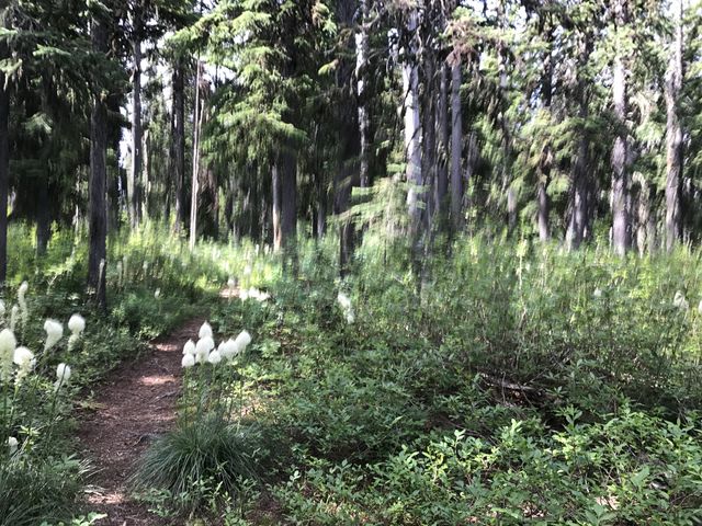 The beargrass-lined trail continues uphill at a steady incline, following the spine of the ridge