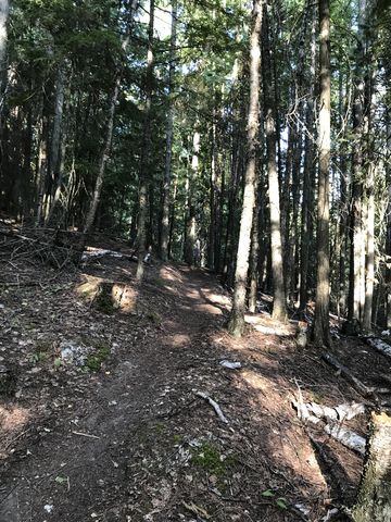 Trail #16 climbing uphill through cedar and hemlock