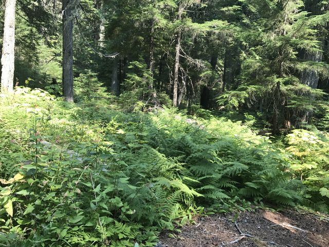 A thick understory of ferns and devils club