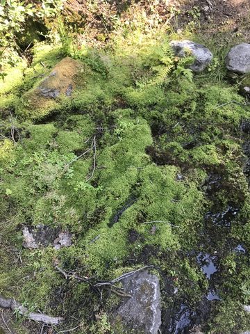 A moss-covered trickle on trail #7