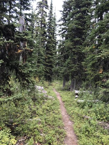 The descent is pleasant with the understory growing lusher at lower elevations, …