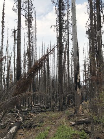 … until you get into the area affected by the 2015 Parker Ridge fire