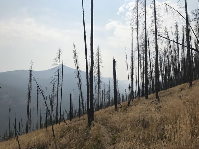 Most of the forest in the last 5 or 6 miles of descent is burnt