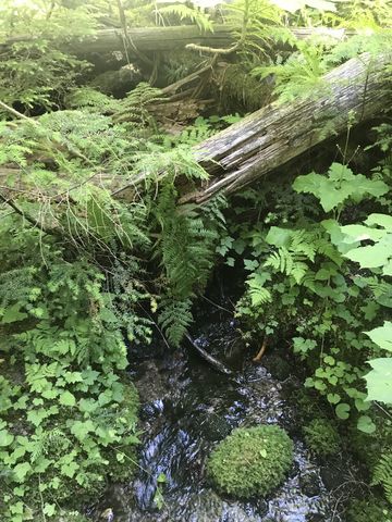 A verdant tributary to the East Fork